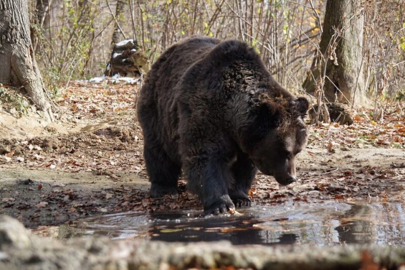 Brasov: Libearty Bear Sanctuary - The Emotional Impact of the Sanctuary Visit