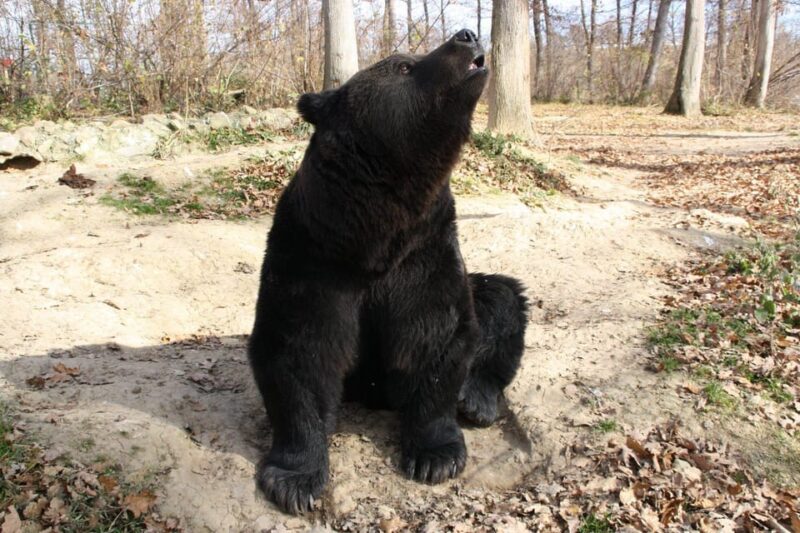 Brasov: Libearty Bear Sanctuary - Comparing Ticket Options and Overall Value