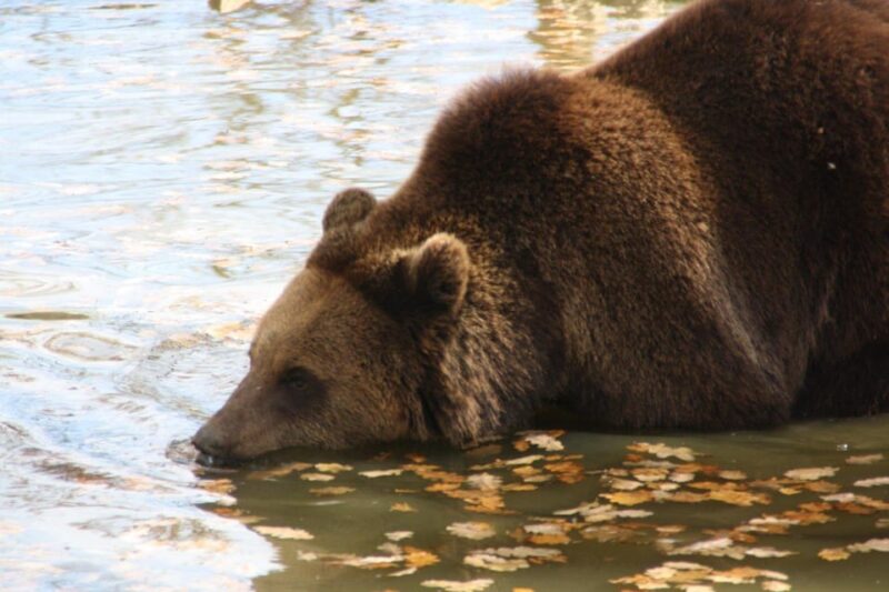 Brasov: Libearty Bear Sanctuary - Who Will Most Appreciate This Tour