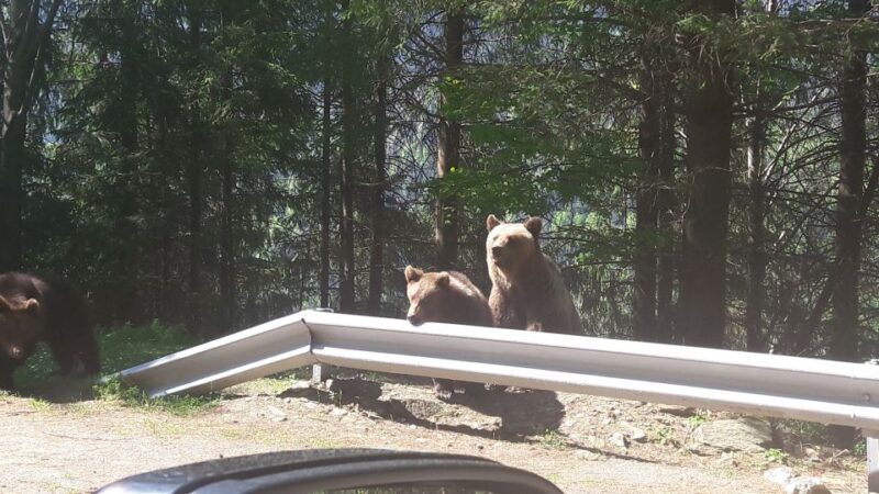 Brasov: Transfagarasan Highway-Balea Lake - Carta monastery - Itinerary Breakdown and Stops