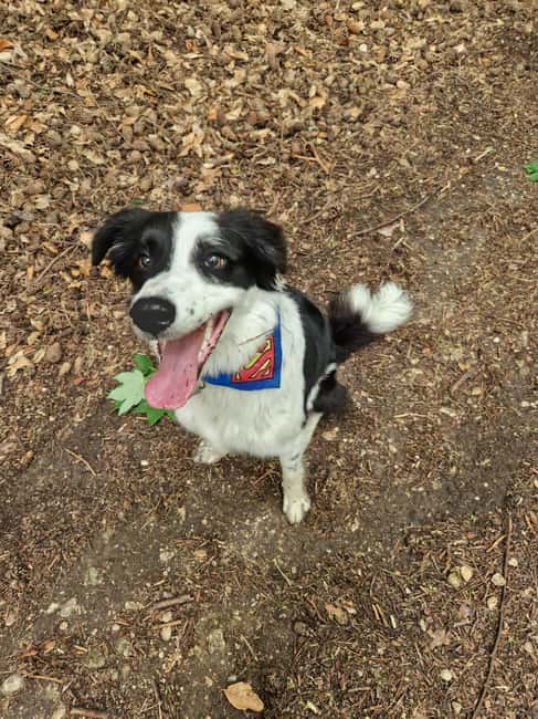 Brasov's Mountain Hike tour with Daisy - Key Points