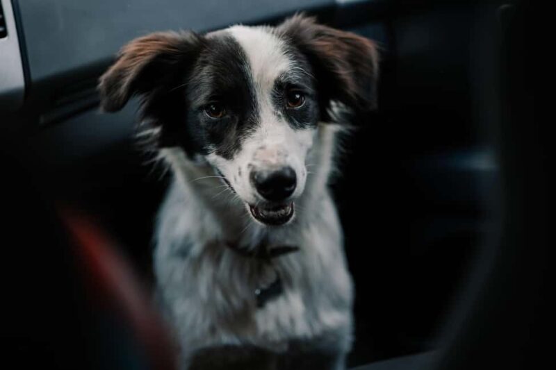 Brasov's Mountain Hike tour with Daisy - Traversing Tampa Mountain’s Forest Trails