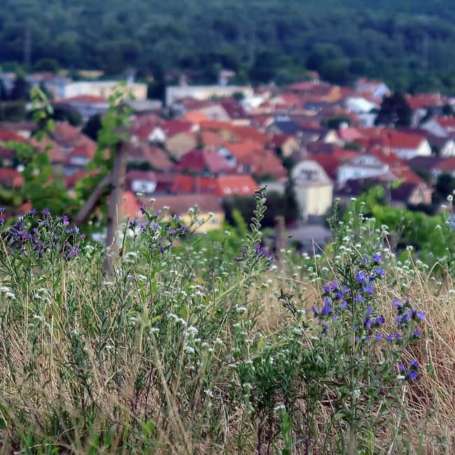 Bratislava: Vineyard Walk and Wine Picnic with Winemaker - Personalization and Special Occasions
