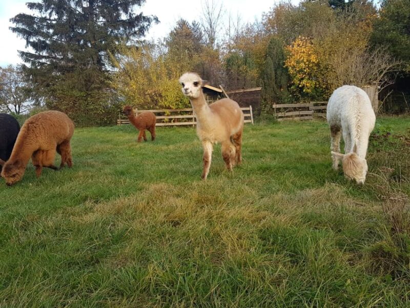 Braunschweig: Alpaca Trekking Tour - Explore Braunschweig with an Alpaca Trekking Tour for Animal Lovers