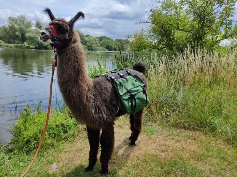 Braunschweig: Alpaca Trekking Tour - The Unique Experience of Handling and Photographing Alpacas