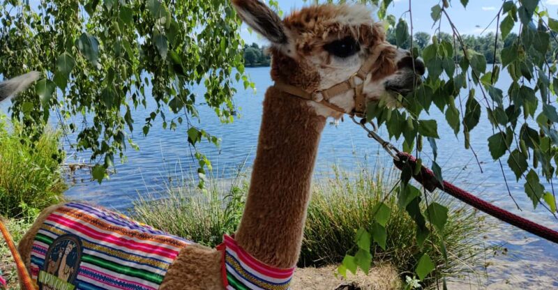 Braunschweig: Alpaca Trekking Tour - The Scenic Riverside Trek in Braunschweig