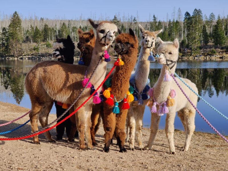 Braunschweig: Alpaca Trekking Tour - Practical Details and Logistics