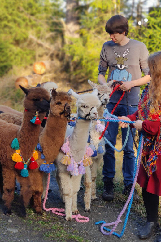Braunschweig: Alpaca Trekking Tour - The Value and Overall Appeal of the Tour
