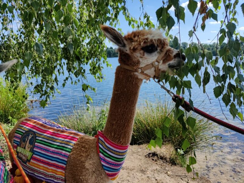 Braunschweig: Alpaca Trekking Tour - Who Will Enjoy This Tour Most