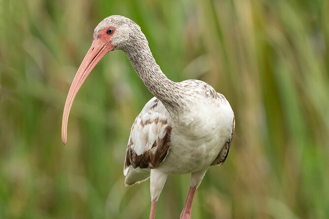 Brazos Bend Wildlife and Nature Tour - What to Expect During the Trail Walks and Observation