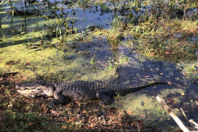 Brazos Bend Wildlife and Nature Tour - Final Thoughts on the Brazos Bend Wildlife and Nature Tour