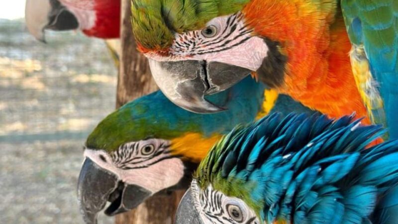 Breakfast with Parrots at Masseria mazzetta with wildlife park - Enter the Falconer’s Court in Puglia