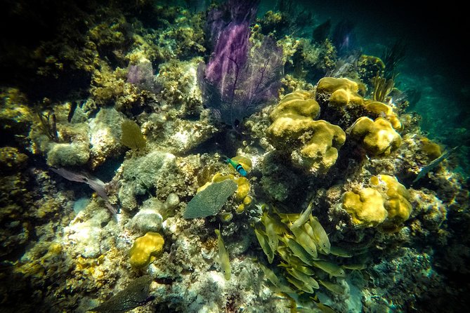 Breathtaking experience driving a speedboat in Cancun with Snorkeling included - Customer Experience and Review Highlights