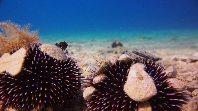 BRELA Bikini Dive *Try SCUBA DIVING* - Key Points