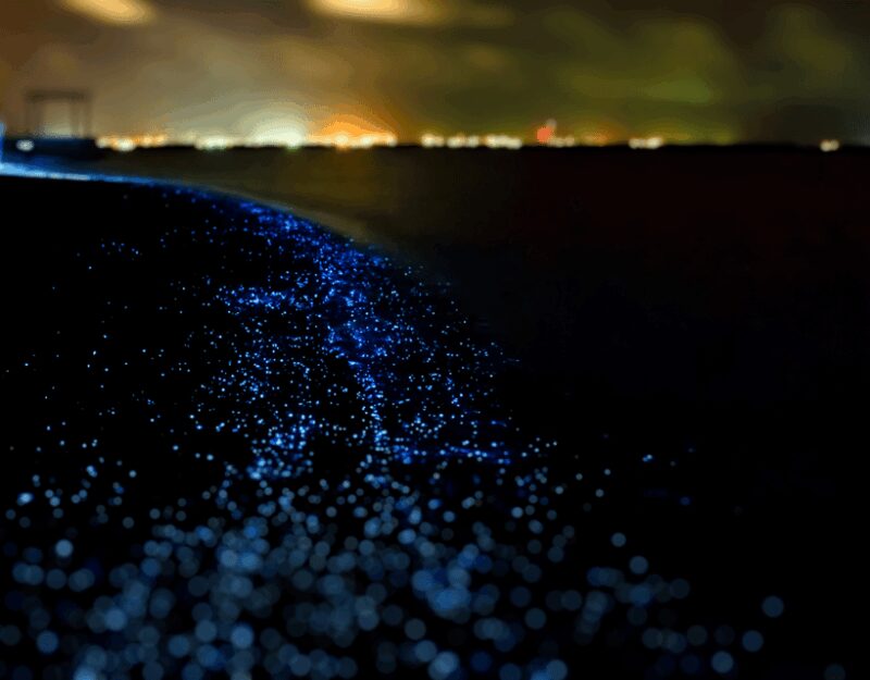 Brentwood Bay: Bioluminescence & Sunset Paddleboard Tour - Equipment and Safety Provisions