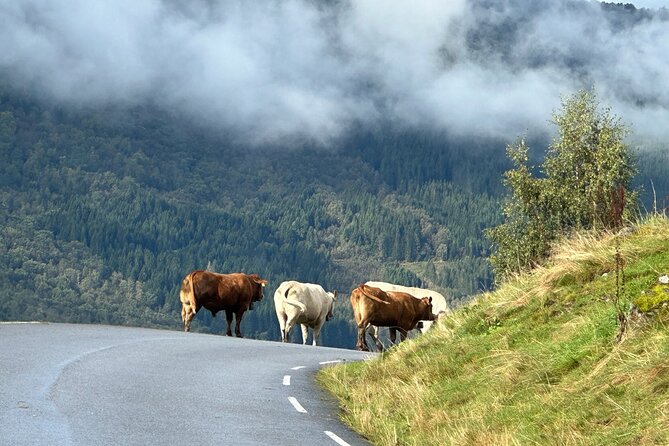Briksdal Glacier and Loen from Nordfjordeid - Lunch and Refreshments: Local Tastes and Picnic Options