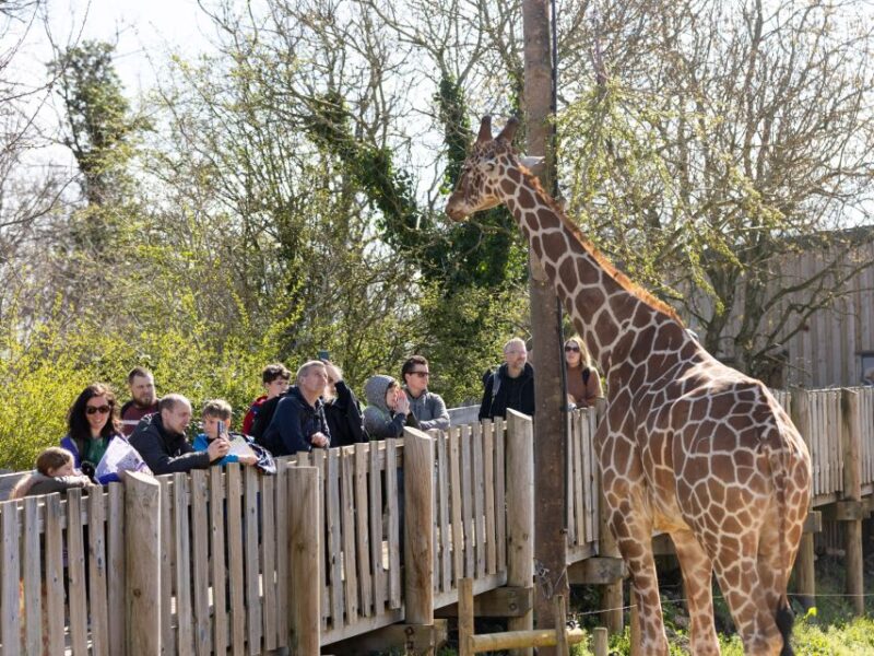 Bristol: Bristol Zoo Project Entry Ticket - Key Points