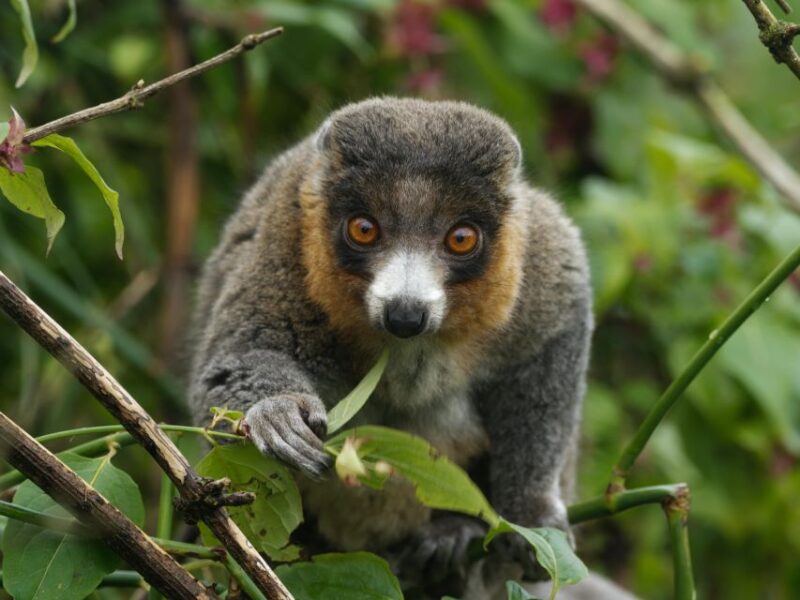 Bristol: Bristol Zoo Project Entry Ticket - Bristol Zoo Project: Entry and Location Details