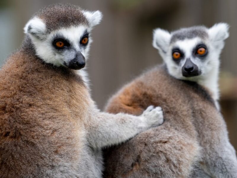 Bristol: Bristol Zoo Project Entry Ticket - Exploring Bear Wood and English Woodland History