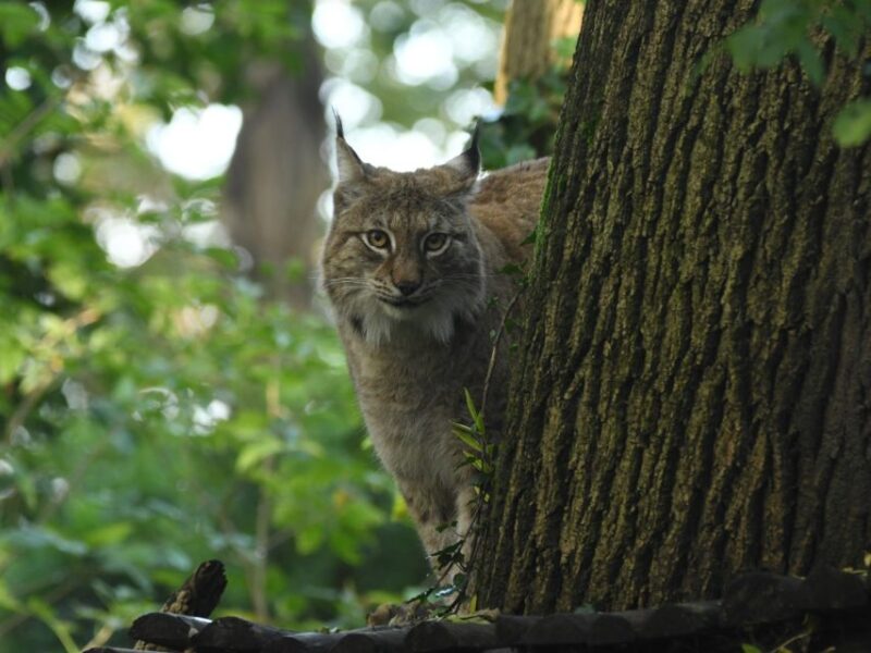 Bristol: Bristol Zoo Project Entry Ticket - New Additions and Future Attractions