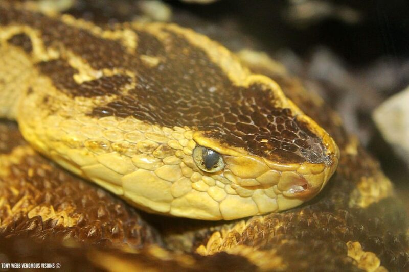 Bristol: Venomous Snake Tour with Reptile Photo - Practical Details and What to Bring