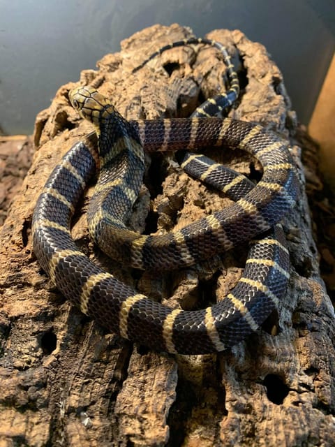 Bristol: Venomous Snake Tour with Reptile Photo - Final Thoughts on the Bristol Venomous Snake Tour