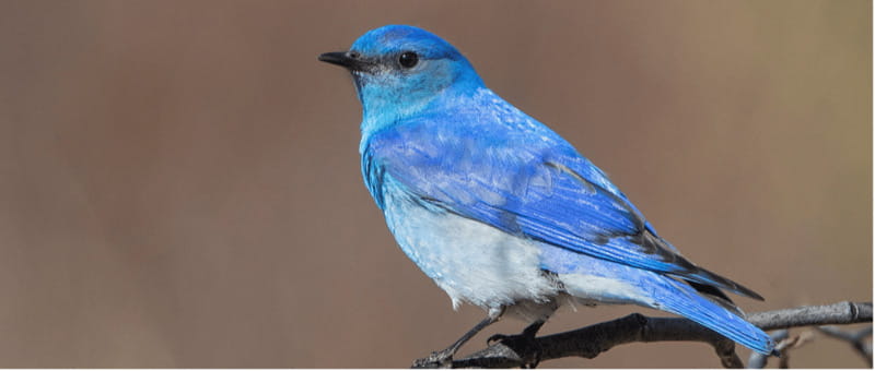 British Columbia: Bird Watching and Photography Tour - Discover the Bird Watching and Photography Tour in British Columbia