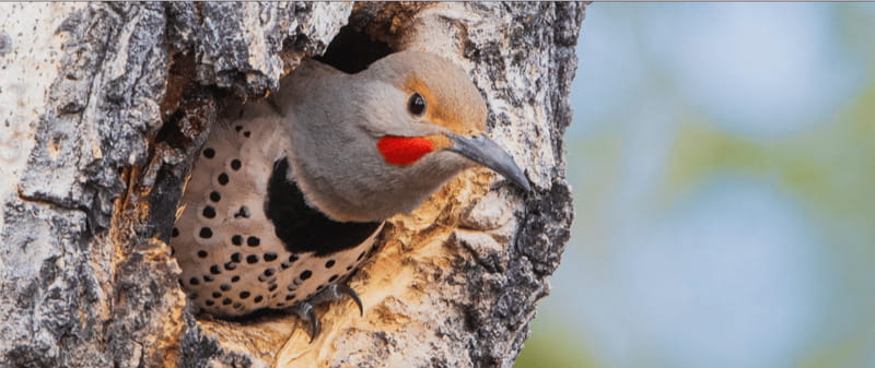 British Columbia: Bird Watching and Photography Tour - What Makes This Bird Watching Tour Special