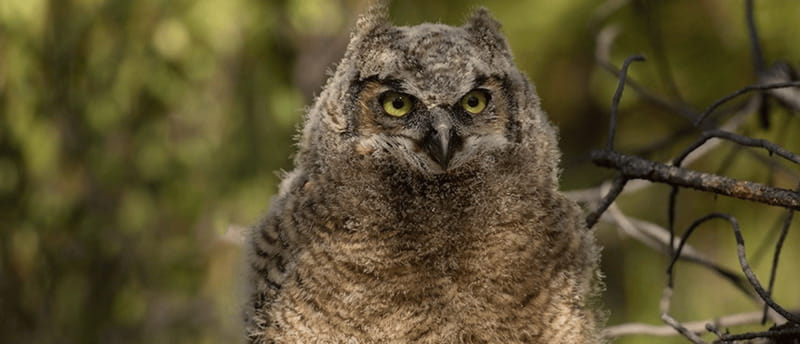 British Columbia: Bird Watching and Photography Tour - The Birds You Can Expect to See