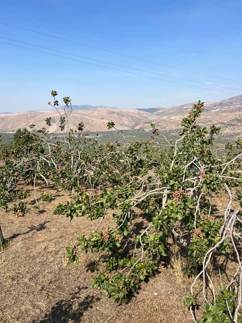 Bronte: Pistachio Grove Tour with Visit and Tasting - Key Points