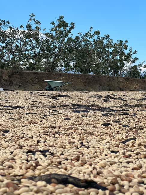 Bronte: Pistachio Grove Tour with Visit and Tasting - Buying Authentic Pistachio Products to Take Home