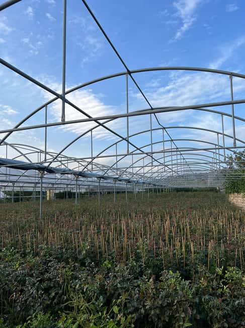 Bronte: Pistachio Grove Tour with Visit and Tasting - Practical Details: Location, Schedule, and Accessibility