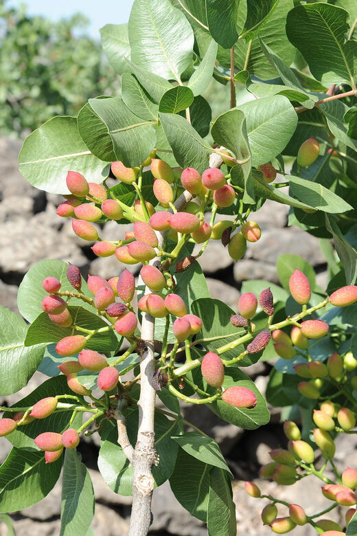 Bronte: Tour e degustazione nelle piantagioni di pistacchi - Key Points