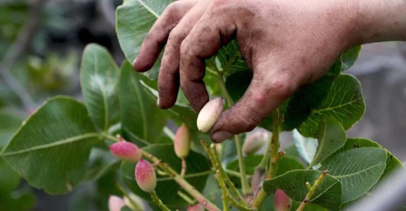 Bronte: Tour e degustazione nelle piantagioni di pistacchi - Brief Free Time and Scenic Photo Opportunities