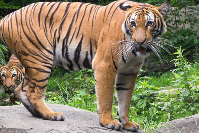 Bronx Zoo Admission Ticket - Bronx Zoo’s Main Highlights: Over 10,000 Animals and Diverse Exhibits