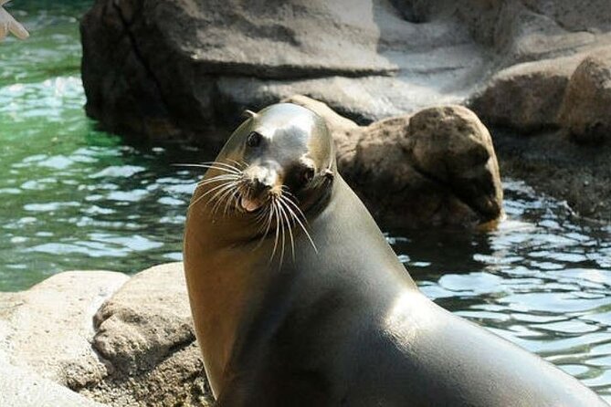 Bronx Zoo Admission Ticket - Practical Tips for Visiting the Bronx Zoo