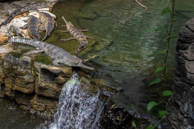 Bronx Zoo Admission Ticket - Why the Bronx Zoo Tour Stands Out