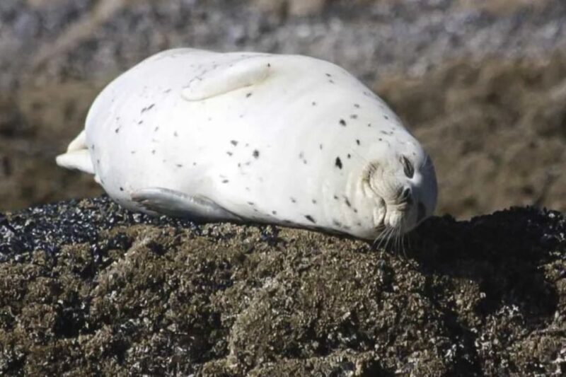 Brookings: Chetco River Kayak Tour - Exploring the Calm Waters of Chetco River