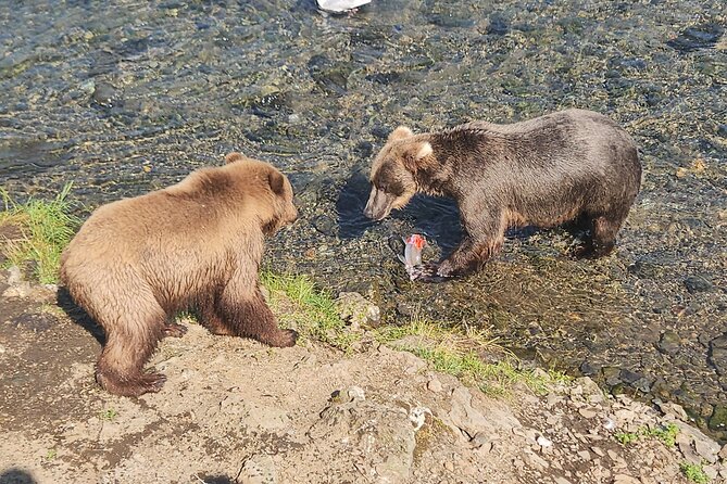 Brooks Falls Bear Viewing - Exciting Alaska Bear Viewing with Floatplane Transport and Guided Tours