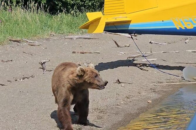 Brooks Falls Bear Viewing - Arriving at Brooks Falls for bear observation