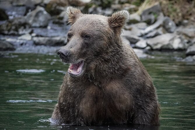 Brooks Falls Bear Viewing - Practical details about the meeting point and schedule