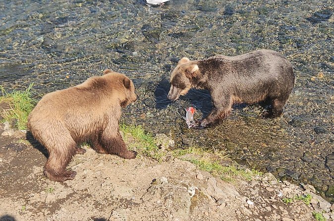 Brooks Falls Bear Viewing - Important safety and packing tips