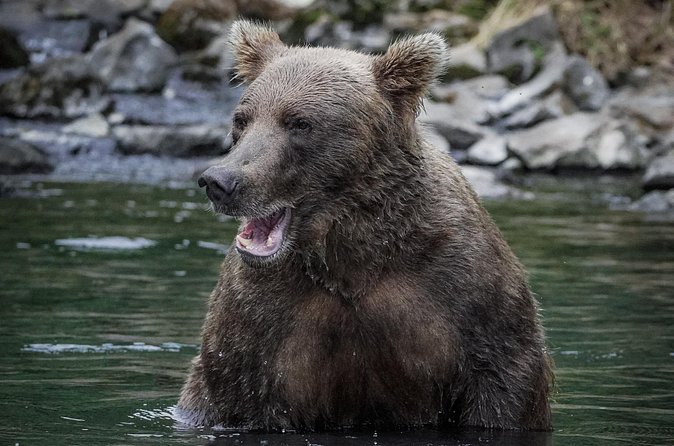Brooks Falls Bear Viewing - Reviews highlight the professionalism and safety
