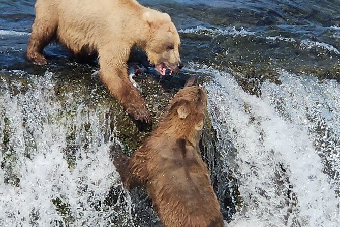 Brooks Falls Bear Viewing - The uniqueness of the Brooks Falls experience in Alaska