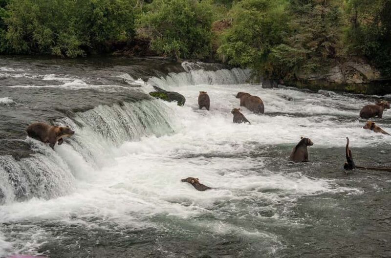 Brooks Falls: Katmai National Park Bear View by Floatplane - Key Points
