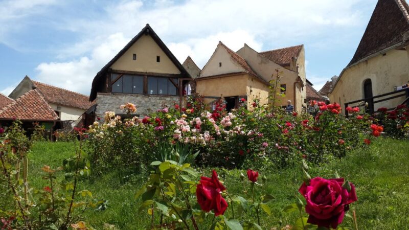 Brown Bear Sanctuary, Bran Castle & Rasnov Fortress Day Tour - Visiting the Brown Bear Sanctuary: Romania’s Most Majestic Wildlife Rescue