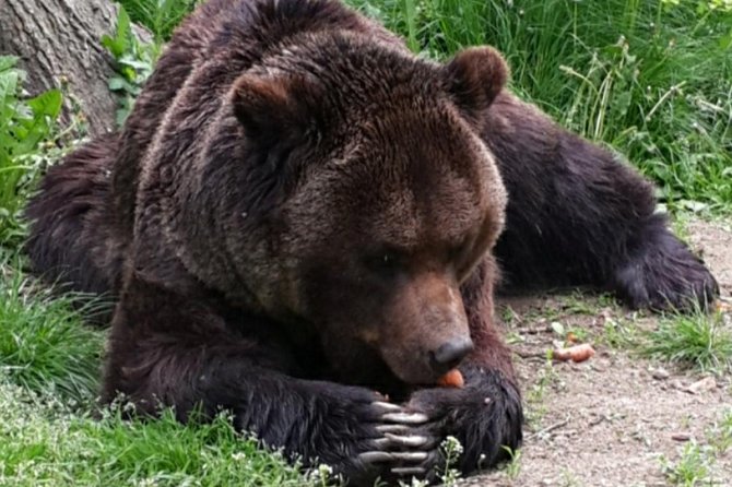 Brown Bear Sanctuary Tour from Brasov Entrance Ticket Guaranteed - Key Points
