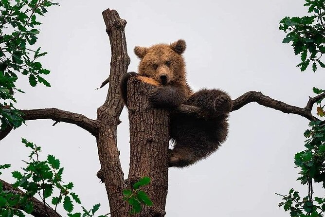 Brown Bear Sanctuary Tour from Brasov Entrance Ticket Guaranteed - From Brasov Old Town to Zarnesti: Convenient Pickup and Transport