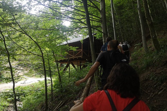 Brown Bears in the wild, no fence - Discover Brown Bears in Their Natural Habitat for an Authentic Wilderness Encounter