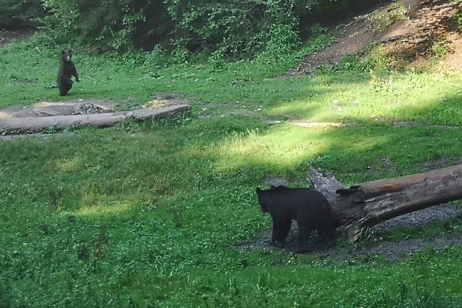 Brown Bears in the wild, no fence - Key Points